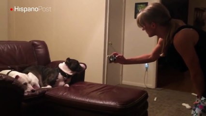 Conozca a Harvey el perro al que no le gusta que le tomen fotografías