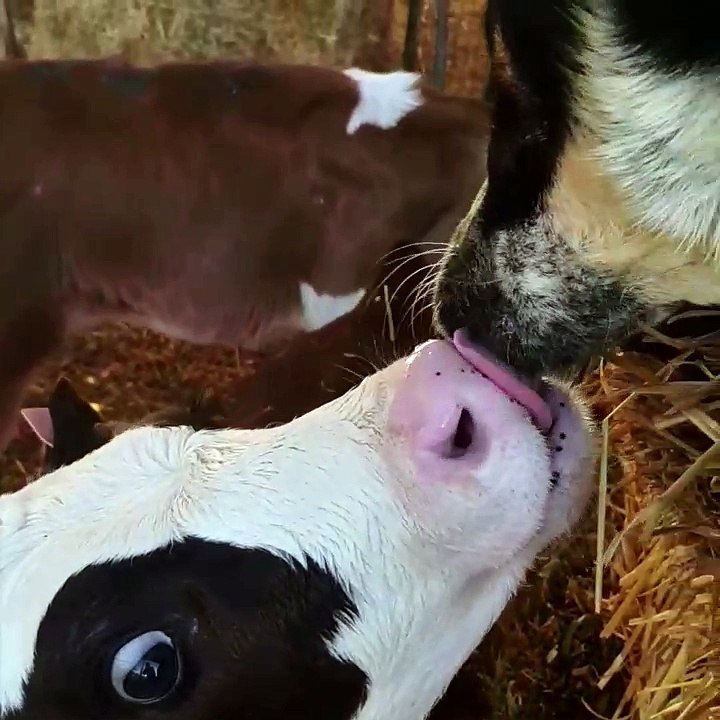 Dog and Cow Share Some Kisses