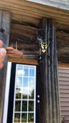 Yellow Spider Wraps up Meal for Later