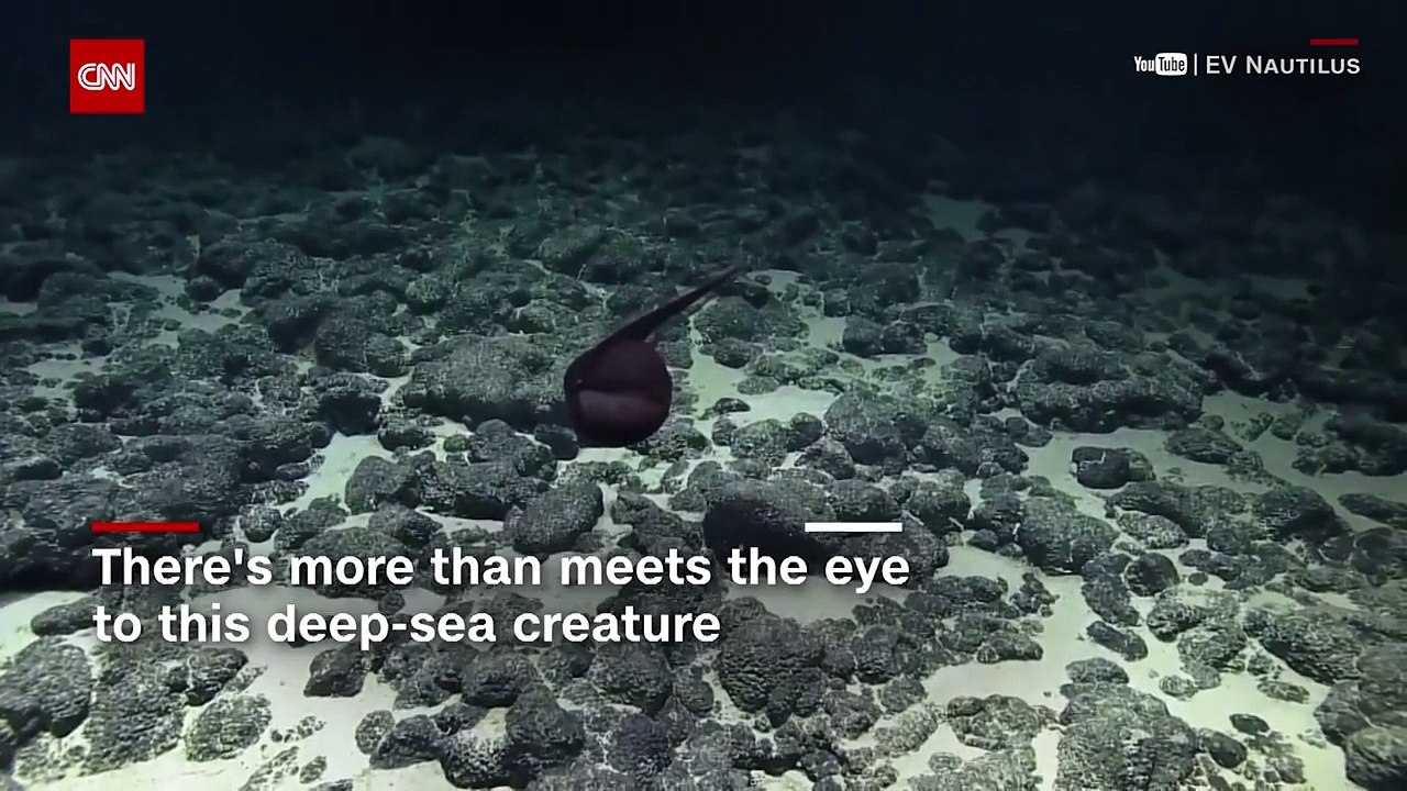 Watch eel change shape right before your eyes