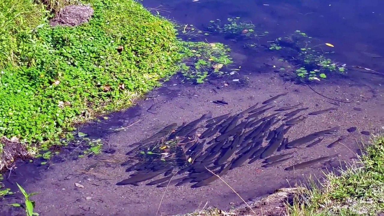 Ce lac de haute montagne est rempli de magnifiques truites