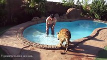 Ce russe joue avec son tigre de compagnie dans la piscine