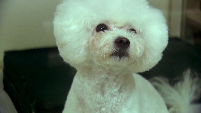 이번 연휴도 무사히? ...반려동물 연휴나기 '전쟁' / YTN