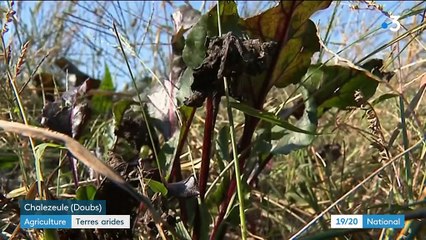 Sécheresse : d'importantes pertes pour les agriculteurs