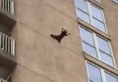 Raccoon Scales Outside of Ocean City Building, Drops Nine Floors and Flees