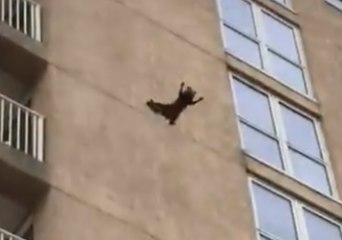 Raccoon Scales Outside of Ocean City Building, Drops Nine Floors and Flees