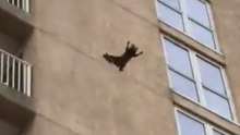 Raccoon Scales Outside of Ocean City Building, Drops Nine Floors and Flees