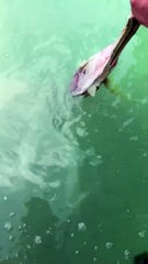 Hand Feeding a Bull Shark