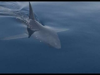 على هوى مصر | سبب خطير جداً وراء ظهور قرش العين السخنة..!