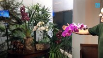Uso de orquídeas para decoração
