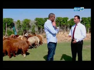 علاء الشربينى من داخل احدى المزراع يقدم نصيحته للجمهور قبل شراء أضحية العيد