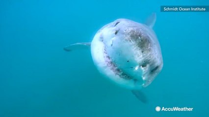 Secret lair of thousands of great white sharks discovered in Pacific