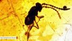 This Wasp Has Been Trapped In Amber For 65 Million Years