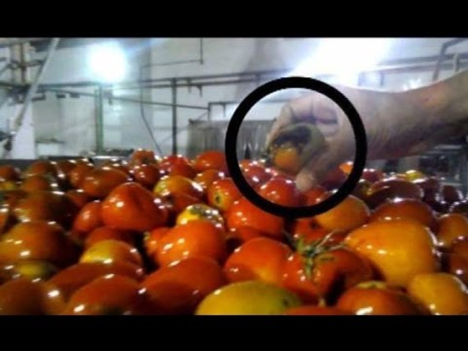 صبايا الخير | لأول مرة الحقيقة الكاملة التي لا يعرفها أحد وراء مصنع هاينز..لن تصدق ما ستراه.!