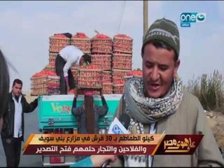 على هوى مصر - كيلو الطماطم ب 30 قرش في مزارع بني سويف والفلاحين والتجار حلمهم فتح التصدير
