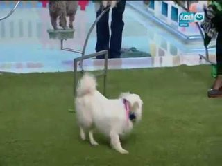 شاهد مفاجاة ماما سلمى للاطفال فى استديو بنات وولا د