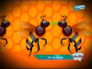 بنات وولاد | النهارده فى كوكب بنات وولاد هنتكلم عن " مملكة النحل "