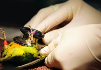 Critically Endangered Parrots Prepare to Board Plane for 'Assisted' Annual Migration