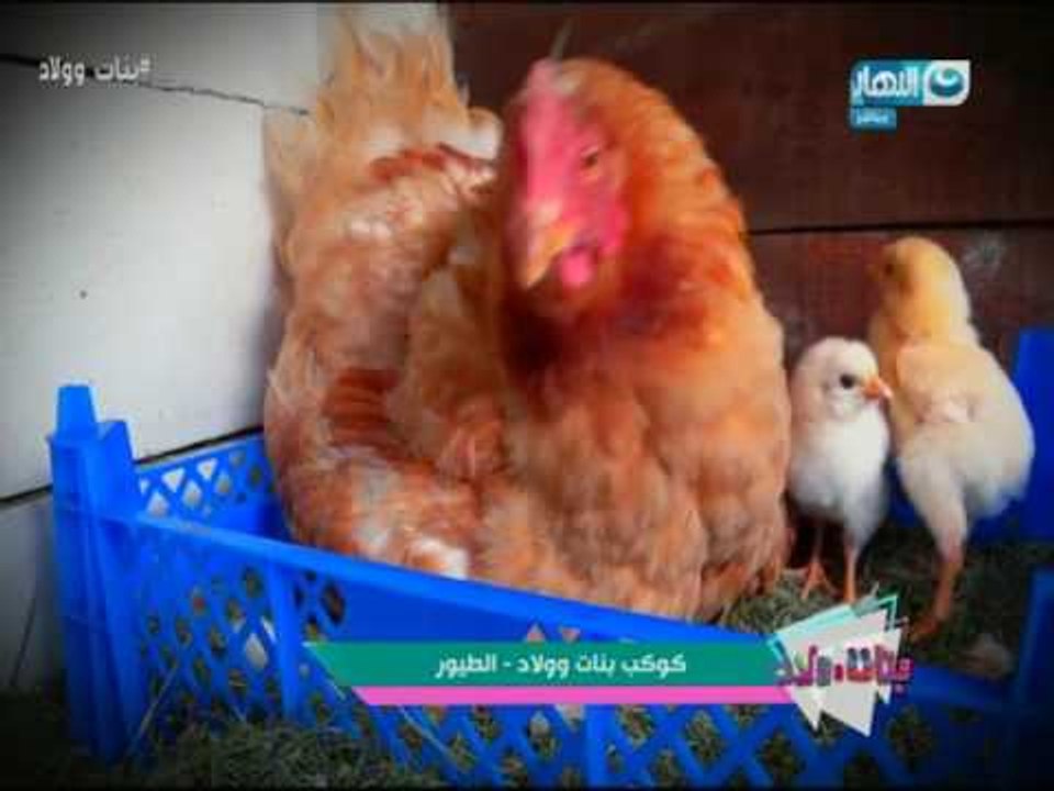 بنات وولاد : تعرف على أهم صفات الطيور في كوكب ا...