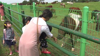 추석 연휴 시작, 제주 관광지 '북적' / YTN