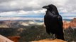 Pitru Paksha: Crow Significance: पितृपक्ष में कौए के इन संकेतों से टल जाती है विपत्तियां | Boldsky