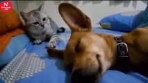 Dog Lets Out Fart While Sleeping That Cat Cant Ignore
