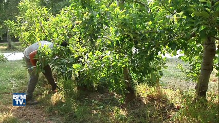 Descargar video: De désarroi cet arboriculteur a arraché quatres hectares d’arbres fruitiers