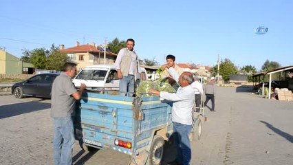 Fasulye Üreticisinin Bu Kez Yüzü Güldü