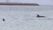 Les dauphins plage de Saint-Cast le 20 septembre 2018