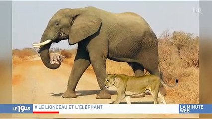 Buzz : Les internautes se passionnent pour une photo qui est en réalité... un montage !