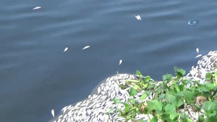 Samandağ'da Binlerce Balık Telef Oldu