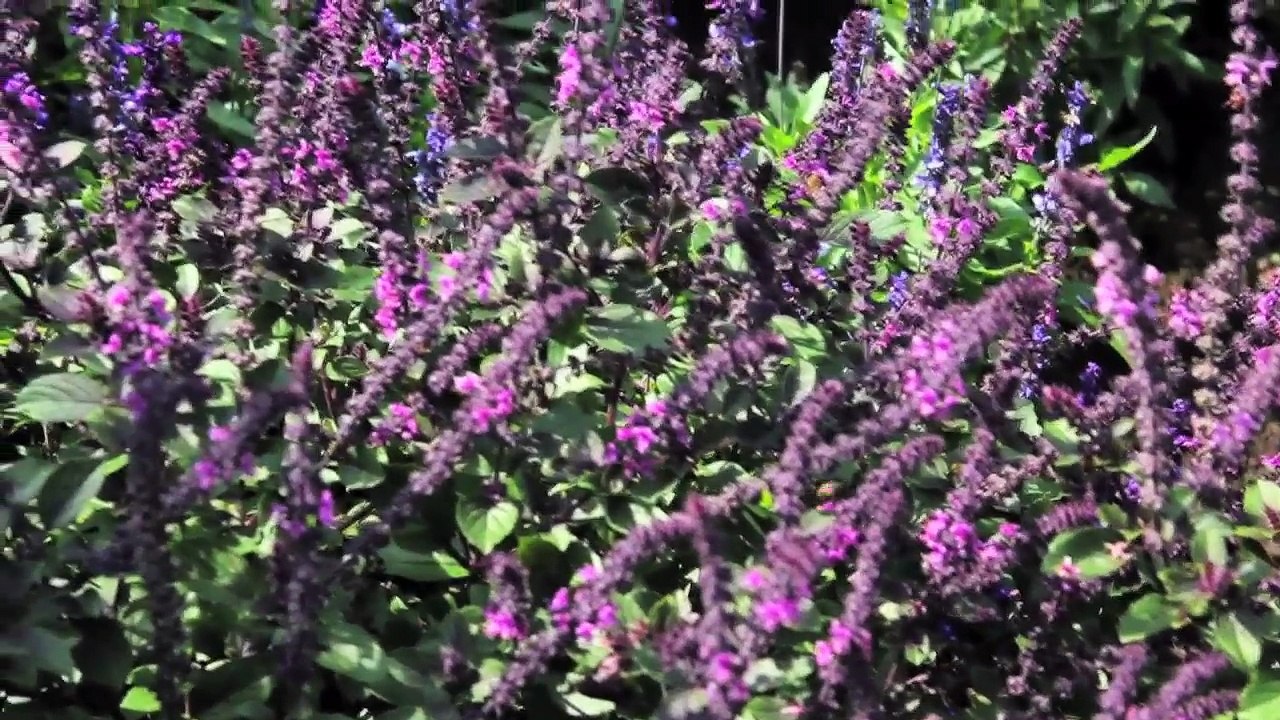 Arboretum Ellerhoop Folge 02 /Full Film/Ganzer Film/Complete Movie