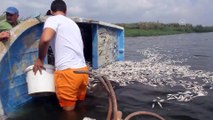 Hatay'da balık ölümleri