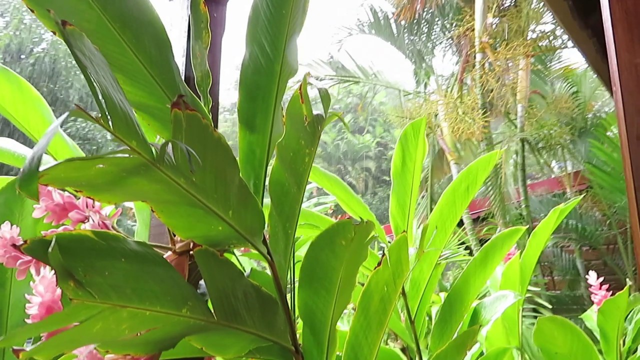 Pluie et chant des grenouilles en Guadeloupe