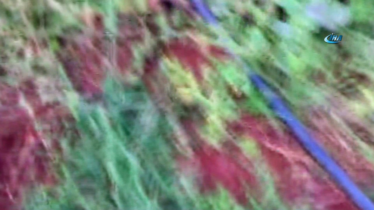 Ormanı anımsatan hint keneviri tarlası jandarma ekiplerini de şaşırttı