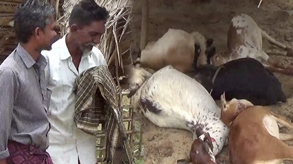 களக்காடு பகுதியில் மட்டும் 80 ஆடுகள் பலி- வீடியோ