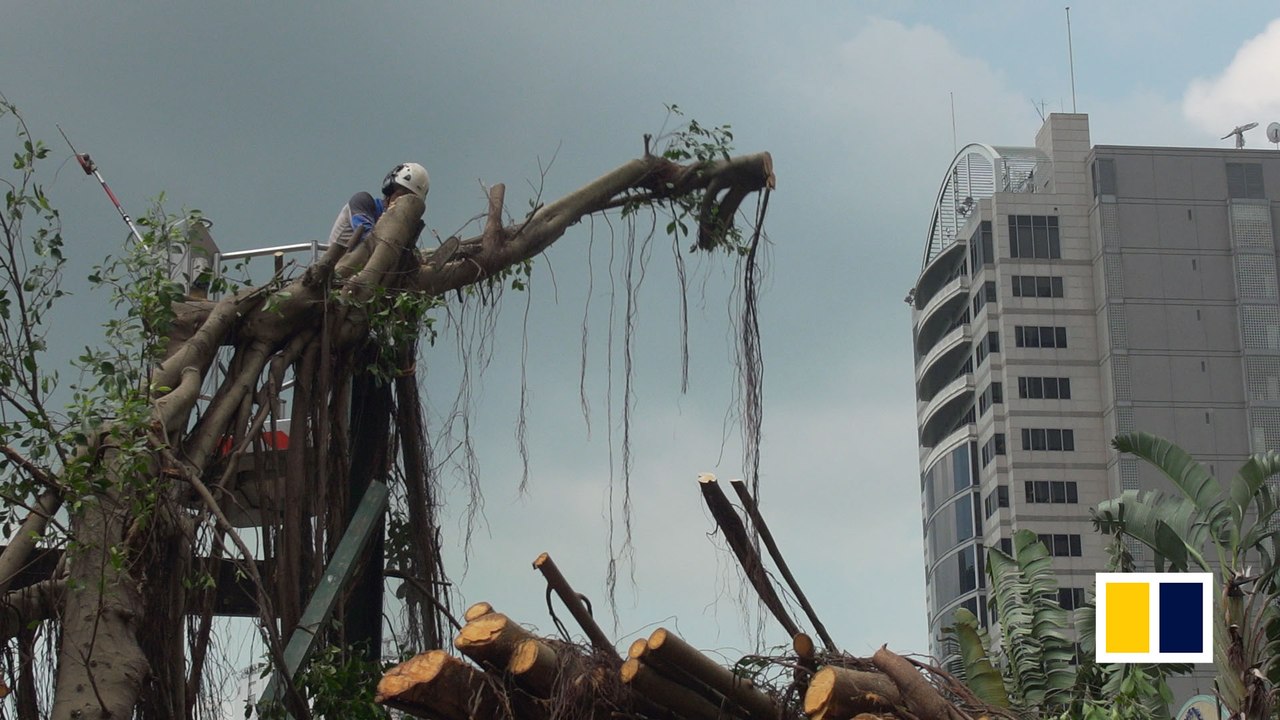 Historic trees knocked down by Typhoon Mangkhut