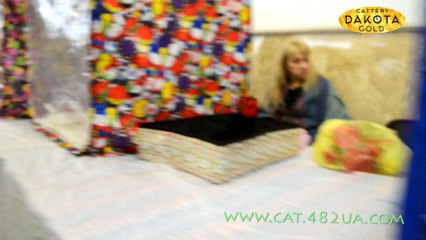 Выставка кошек Winner Cat, Харьков 04-05 02 2017 2 часть