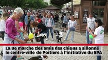 VIDEO. Poitiers. Les chiens et leurs amis défilent dans le centre-ville