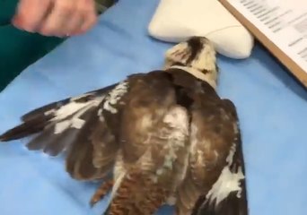 Currumbin Wildlife Hospital Performs Wing Implanting for Injured Birds