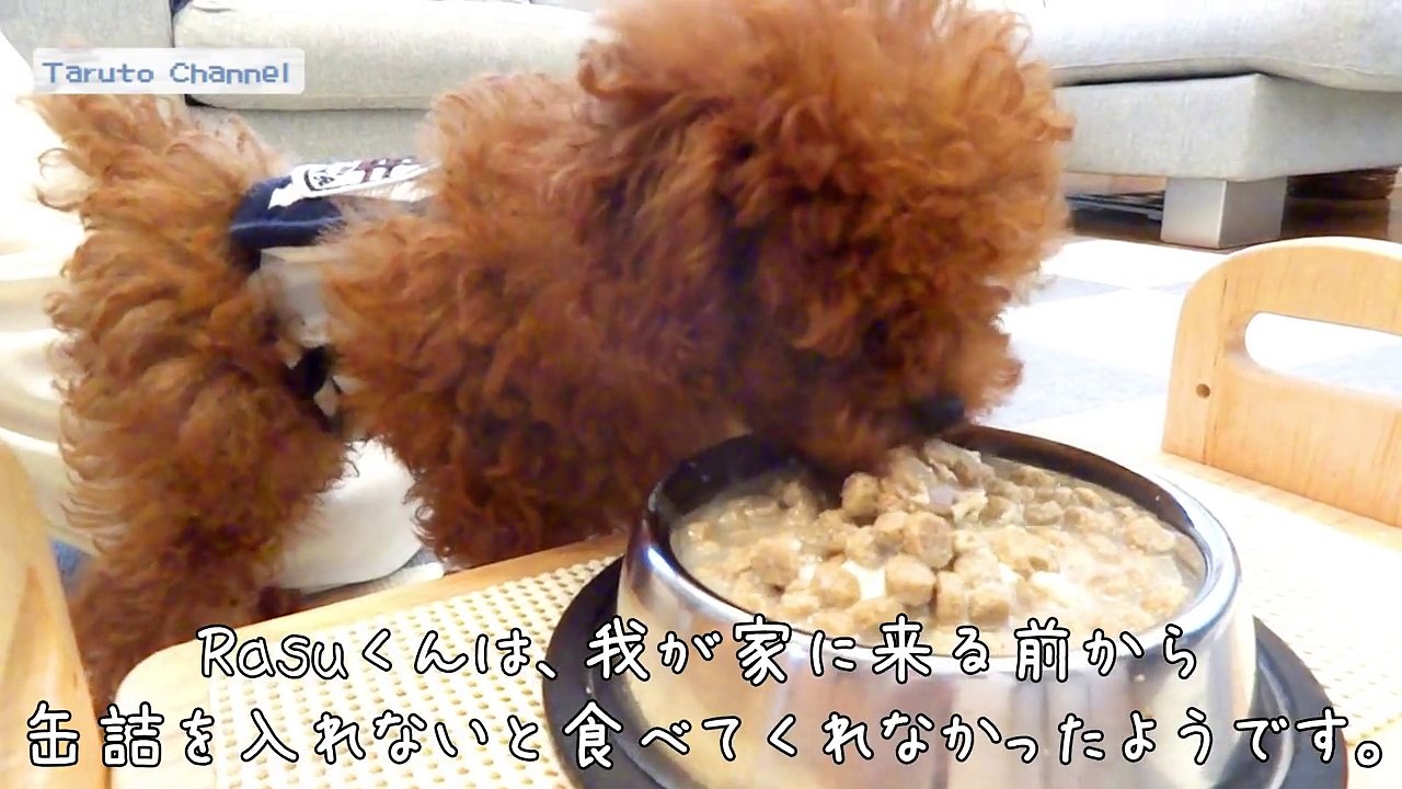 久しぶりのごはん動画☆Taruちゃん我慢できず・・。トイプードルのTaruto&Rasuku