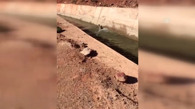 Kıbrıs Gazisi Su Kanalına Düşen Dağ Keçisi Yavrusunu Kurtardı