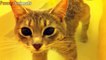 So Cute! Funny Cats In Water Videos Compilation 2017