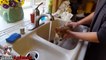 Cute Puppy Shower: Puppy's First Bath! Too Cute