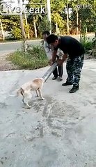 Ce chien a la tête coincée dans un tuyau !