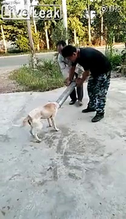 Ce chien a la tête coincée dans un tuyau !