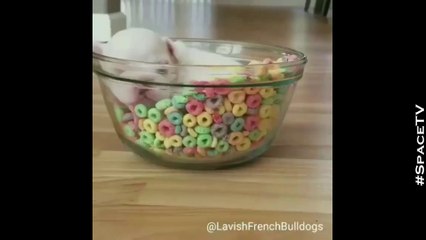 Intenta ver este vídeo sin morir de ternura #2 | Animales Tiernos!! 2018