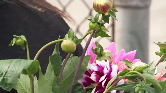 Loved Ones Remember Washington Woman Killed by Stray Bullet While at Work