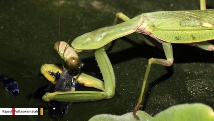 Praying Mantis Was Caught Fishing For The First Time