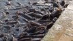 Des milliers de poissons chat affamés sortent de l'eau pour manger